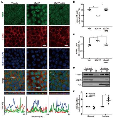 α-Actinin 4 Links Vasopressin Short-Term and Long-Term Regulation of Aquaporin-2 in Kidney Collecting Duct Cells